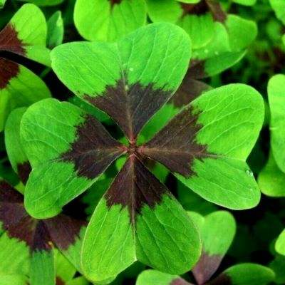 皇冠app下载官方版